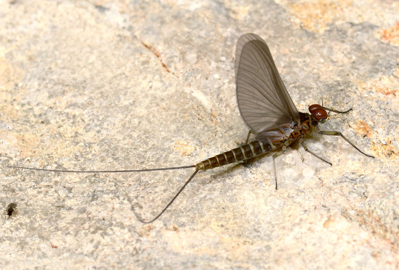 Baetis rhodani - Toano (RE)